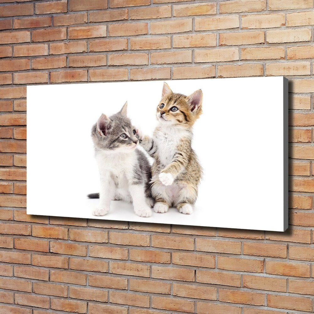 Tableau mural sur toile Deux petits chats