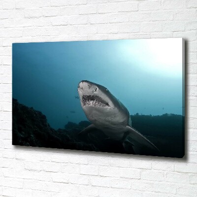 Tableau photo sur toile Grand requin