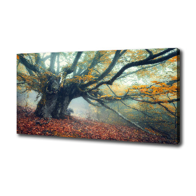 Tableau mural sur toile Vieil arbre