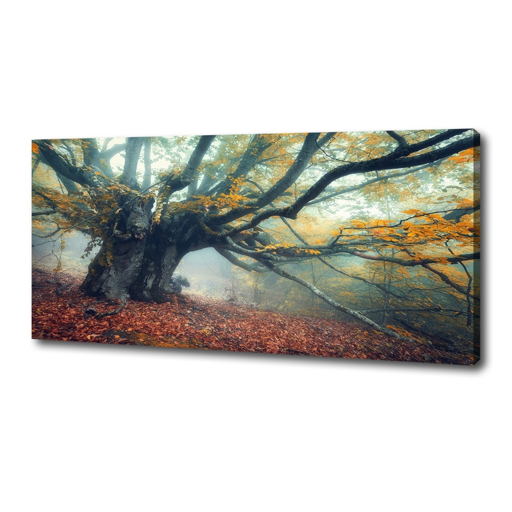 Tableau mural sur toile Vieil arbre