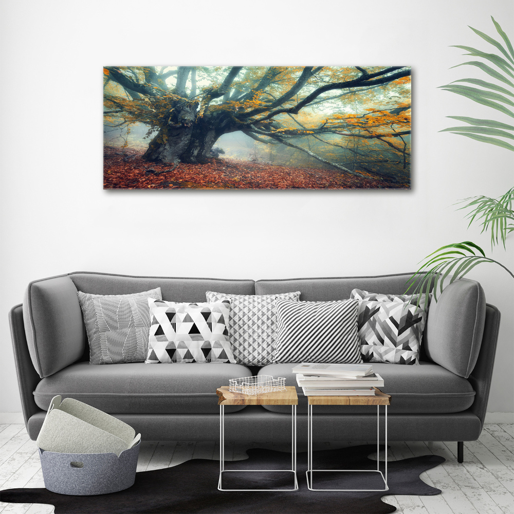 Tableau mural sur toile Vieil arbre