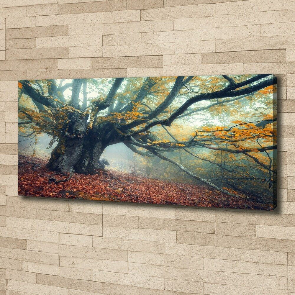 Tableau mural sur toile Vieil arbre