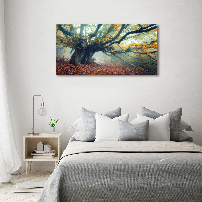 Tableau mural sur toile Vieil arbre