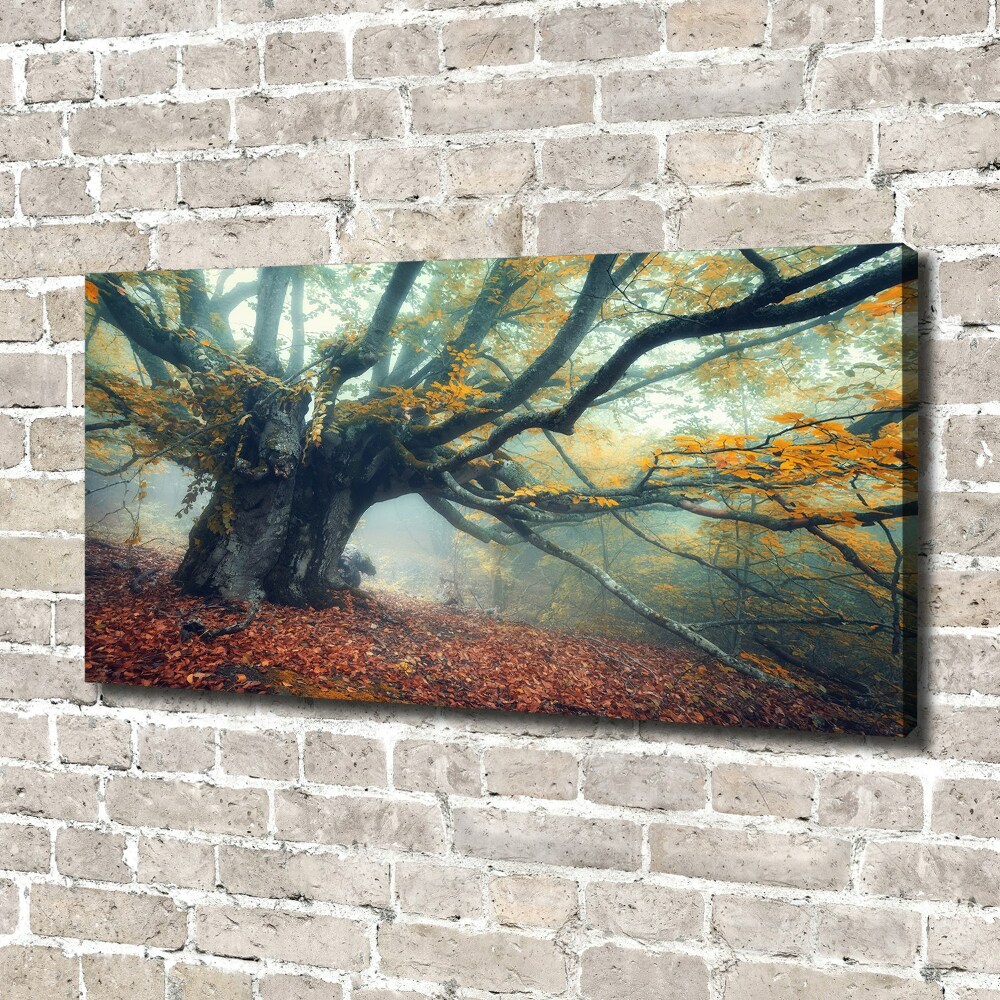 Tableau mural sur toile Vieil arbre