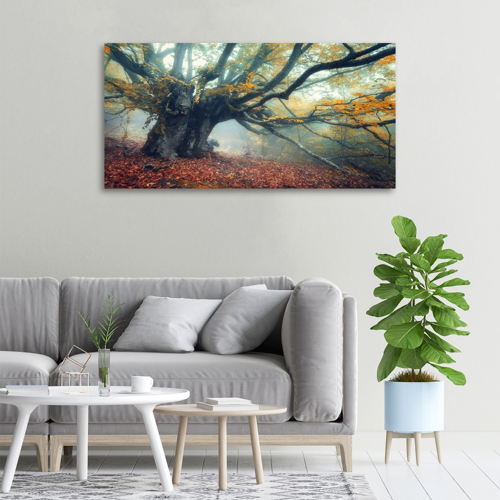 Tableau mural sur toile Vieil arbre