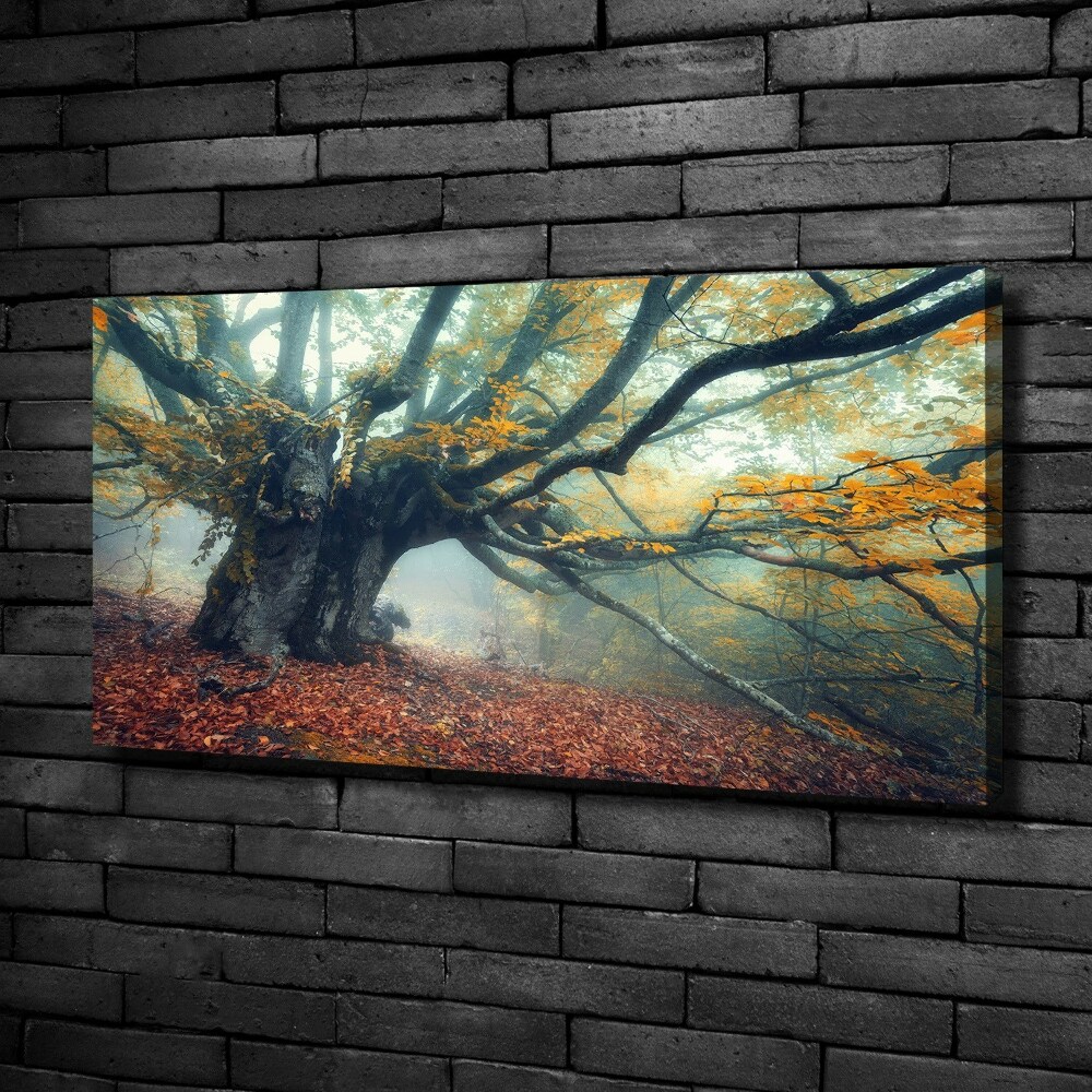 Tableau mural sur toile Vieil arbre