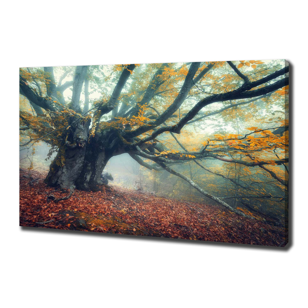 Tableau mural sur toile Vieil arbre