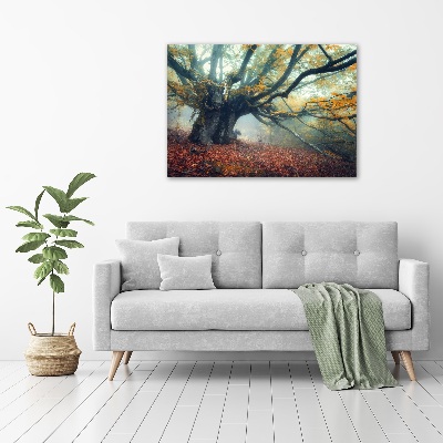 Tableau mural sur toile Vieil arbre