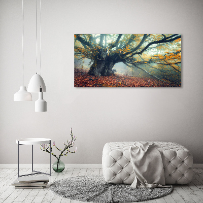 Tableau mural sur toile Vieil arbre