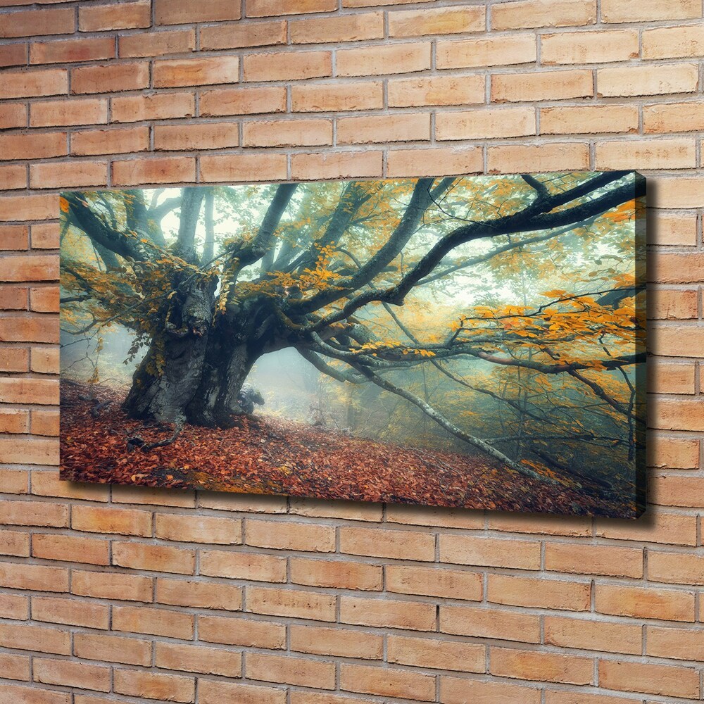 Tableau mural sur toile Vieil arbre