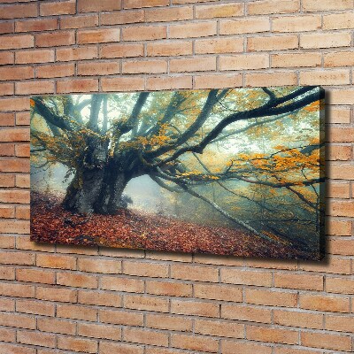 Tableau mural sur toile Vieil arbre