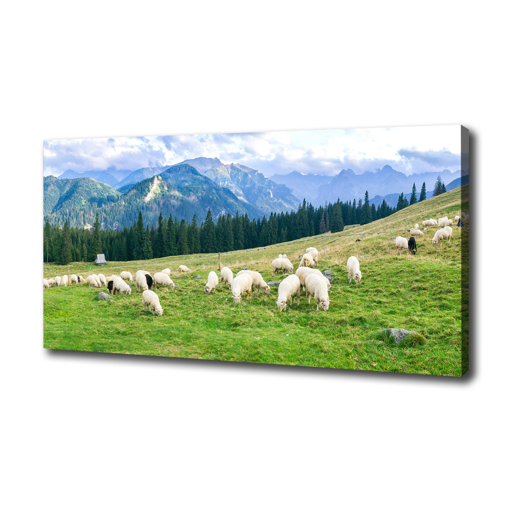 Tableau imprimé sur toile Mouton dans les Tatras