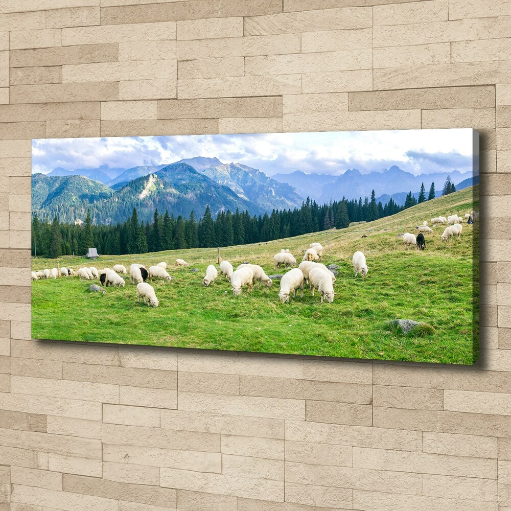 Tableau imprimé sur toile Mouton dans les Tatras