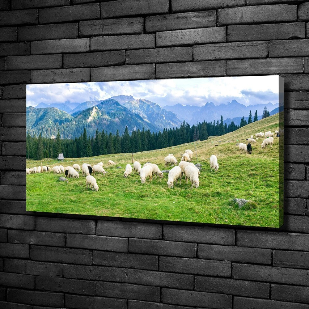 Tableau imprimé sur toile Mouton dans les Tatras