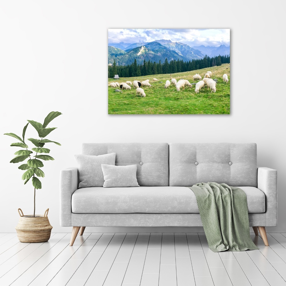 Tableau imprimé sur toile Mouton dans les Tatras