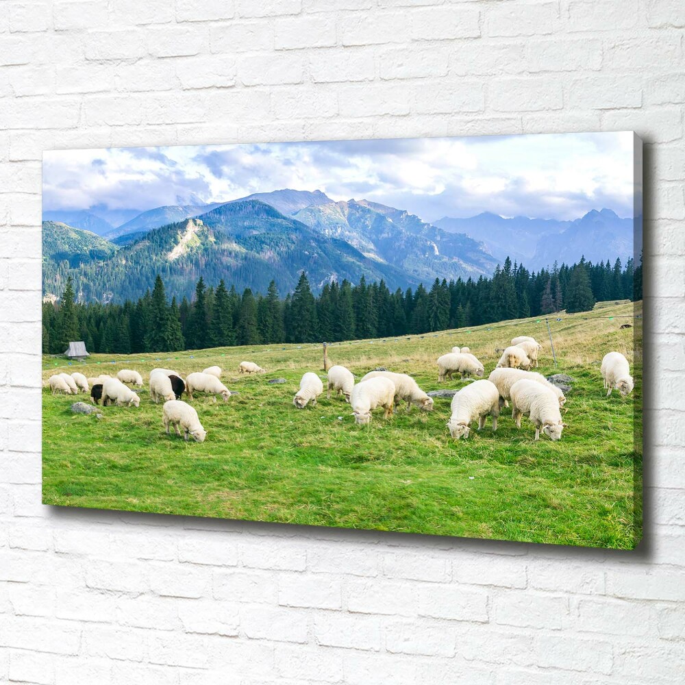 Tableau imprimé sur toile Mouton dans les Tatras