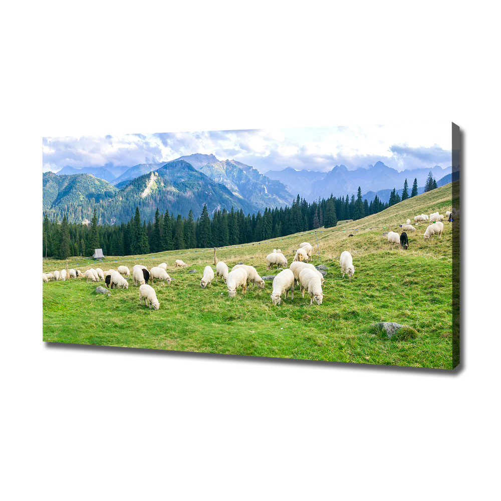 Tableau imprimé sur toile Mouton dans les Tatras