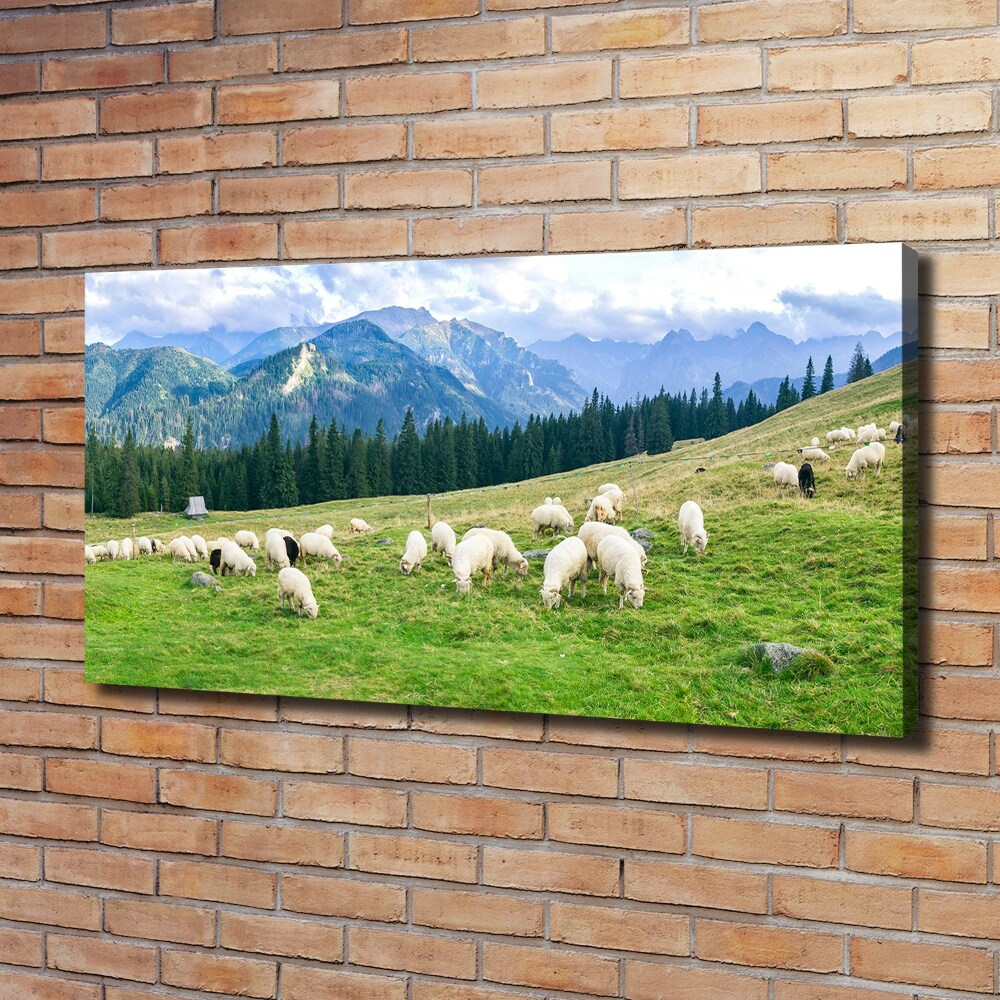 Tableau imprimé sur toile Mouton dans les Tatras