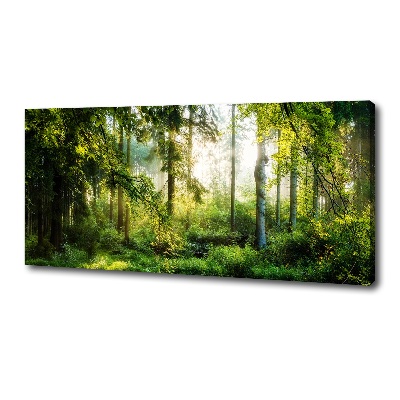 Tableau photo sur toile Forêt au soleil du matin