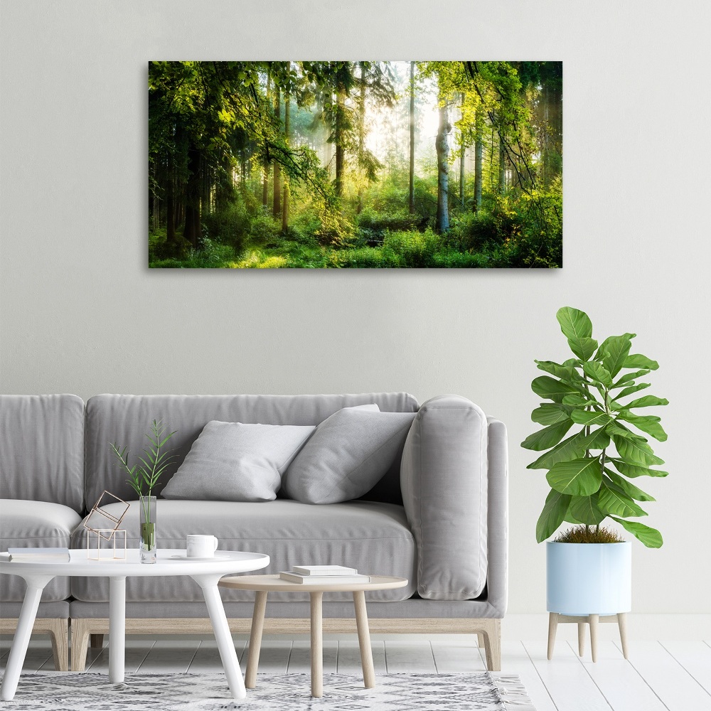 Tableau photo sur toile Forêt au soleil du matin