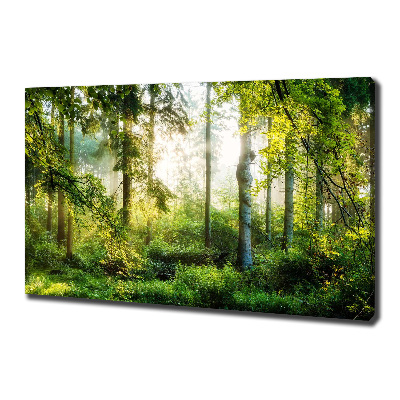 Tableau photo sur toile Forêt au soleil du matin