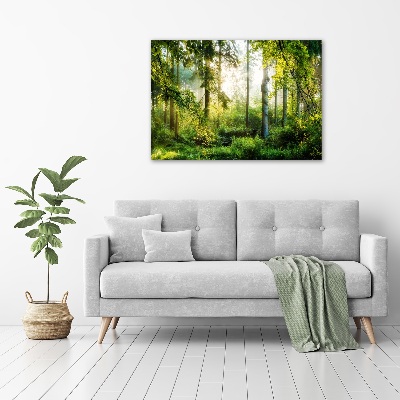 Tableau photo sur toile Forêt au soleil du matin