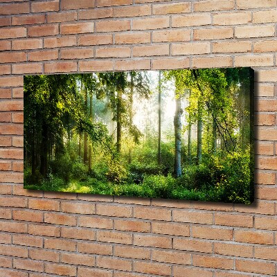 Tableau photo sur toile Forêt au soleil du matin