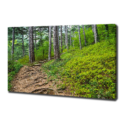 Tableau imprimé sur toile Chemin de forêt