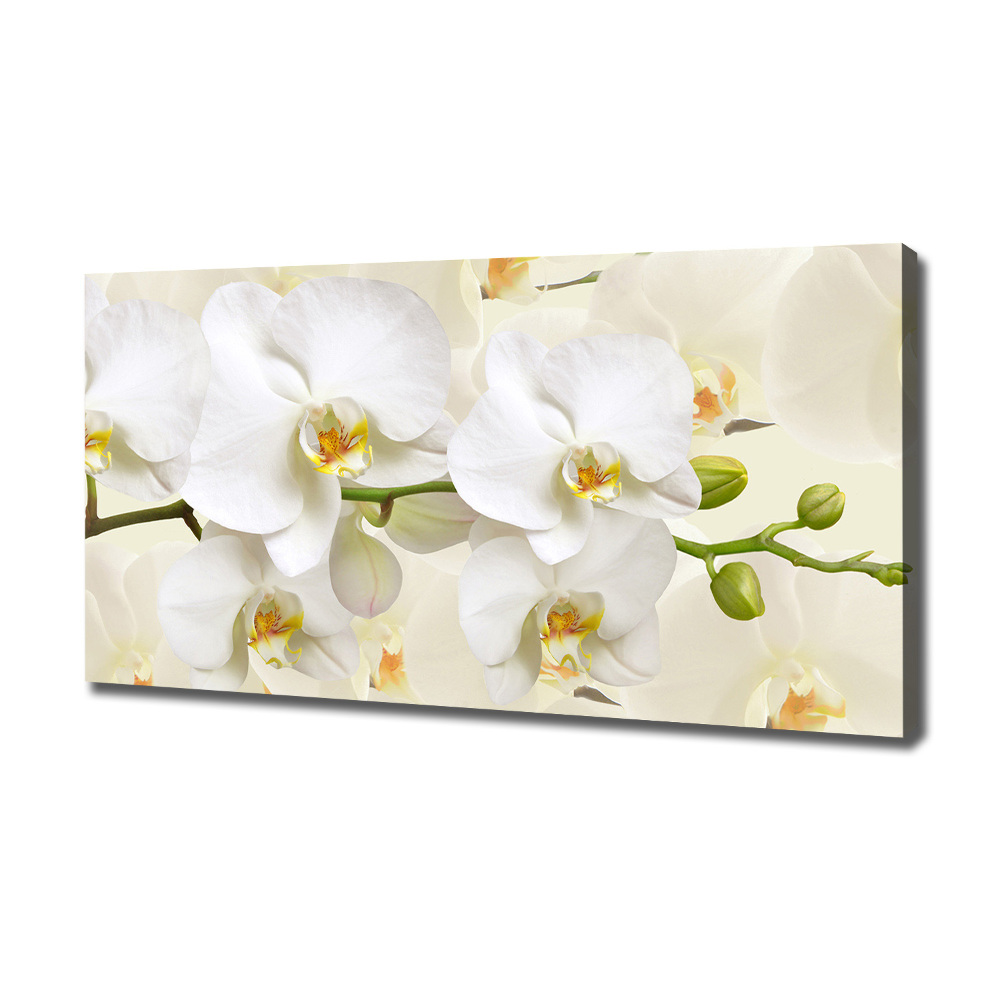 Tableau sur toile Orchidée