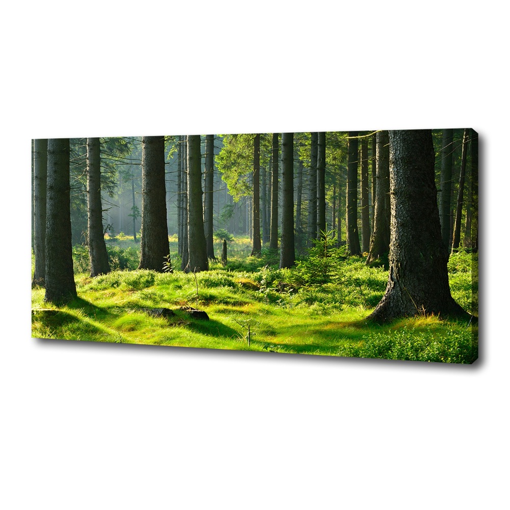 Tableau toile imprimée Forêt d'épicéas