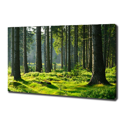 Tableau toile imprimée Forêt d'épicéas