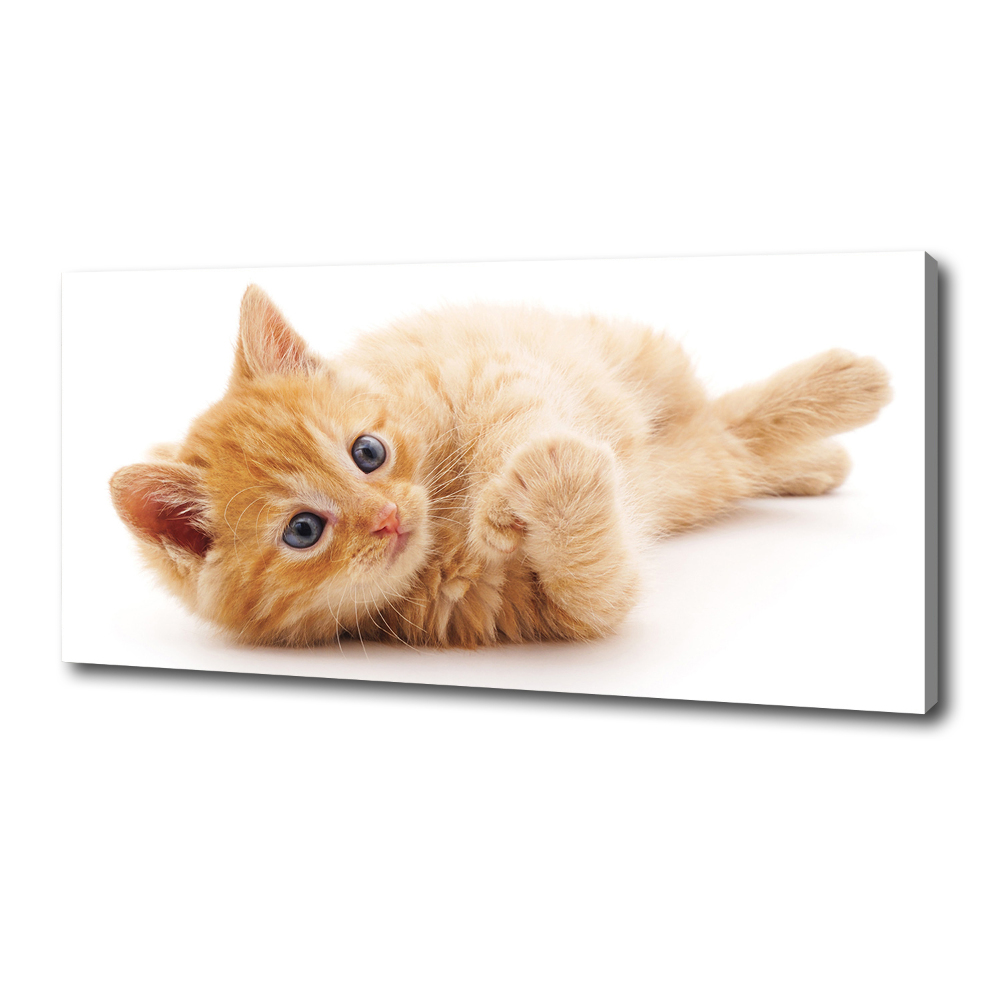 Tableau photo sur toile Chat rouge