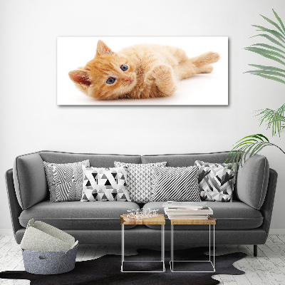 Tableau photo sur toile Chat rouge