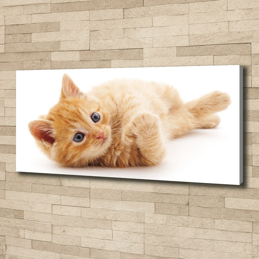 Tableau photo sur toile Chat rouge