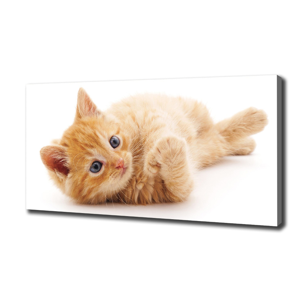 Tableau photo sur toile Chat rouge