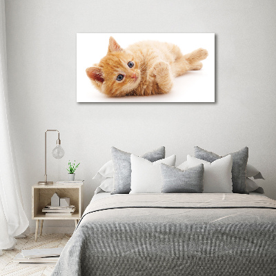 Tableau photo sur toile Chat rouge