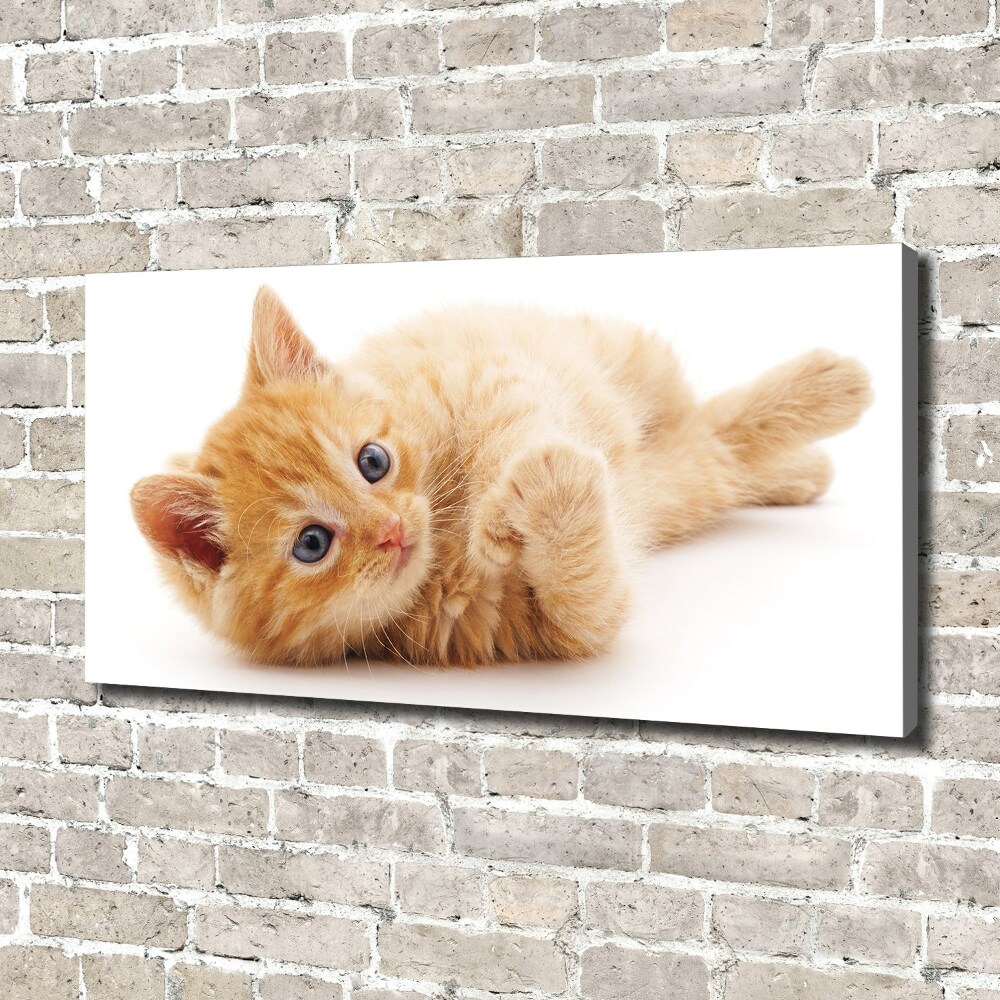 Tableau photo sur toile Chat rouge