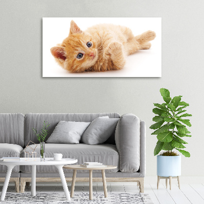 Tableau photo sur toile Chat rouge