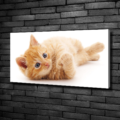 Tableau photo sur toile Chat rouge