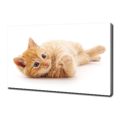 Tableau photo sur toile Chat rouge