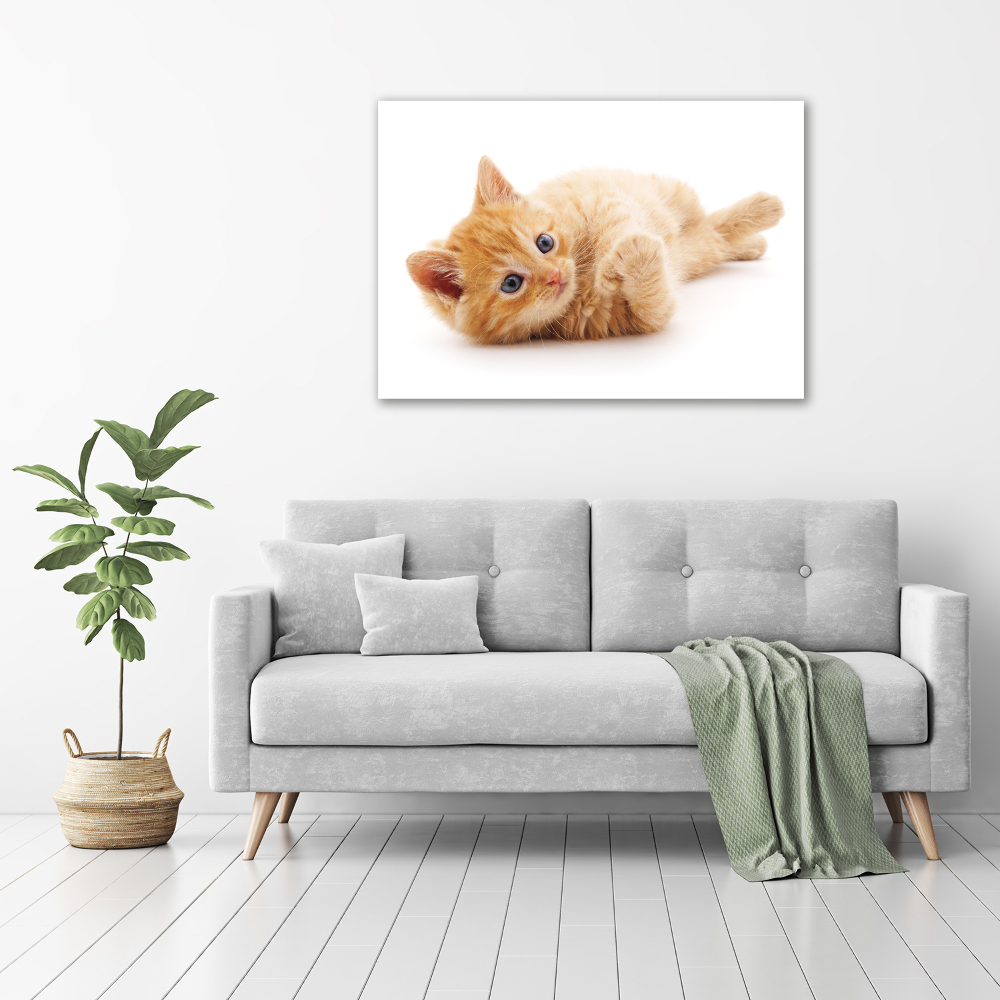 Tableau photo sur toile Chat rouge