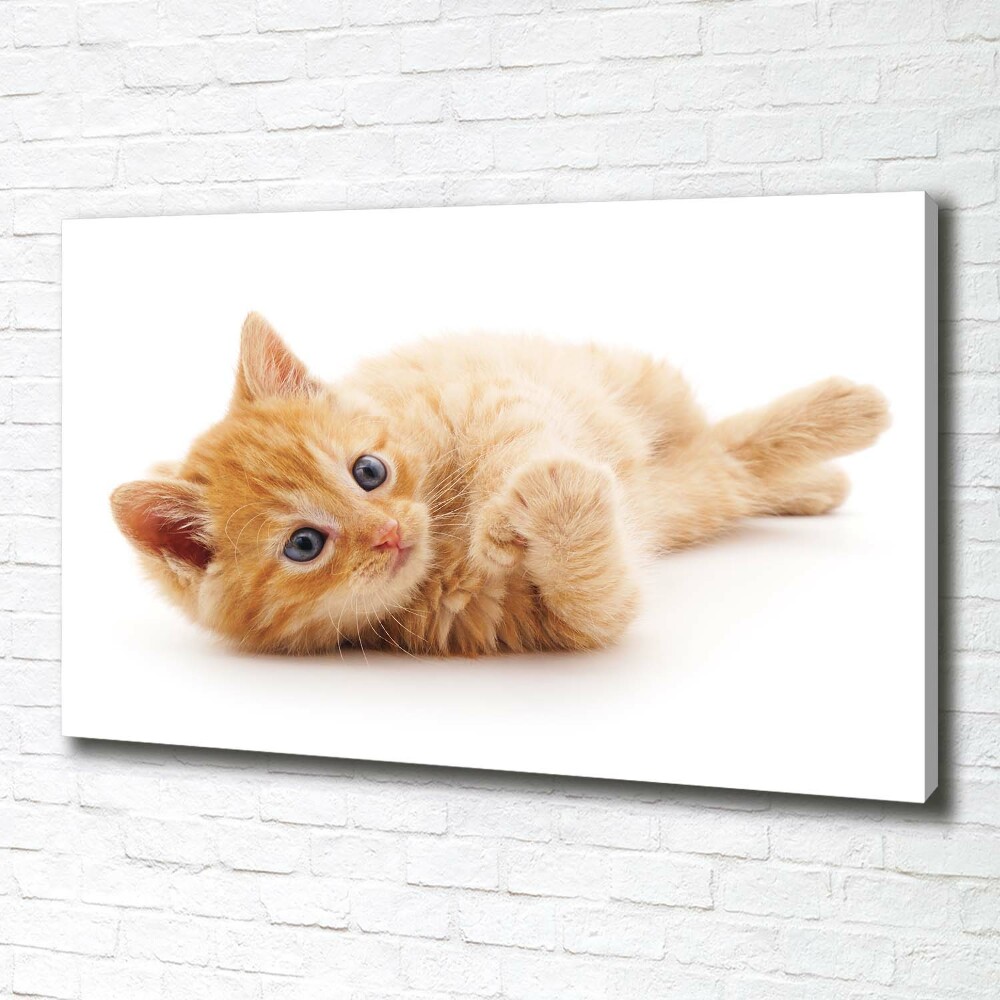 Tableau photo sur toile Chat rouge