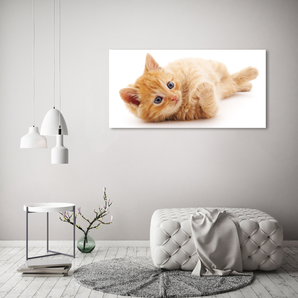 Tableau photo sur toile Chat rouge