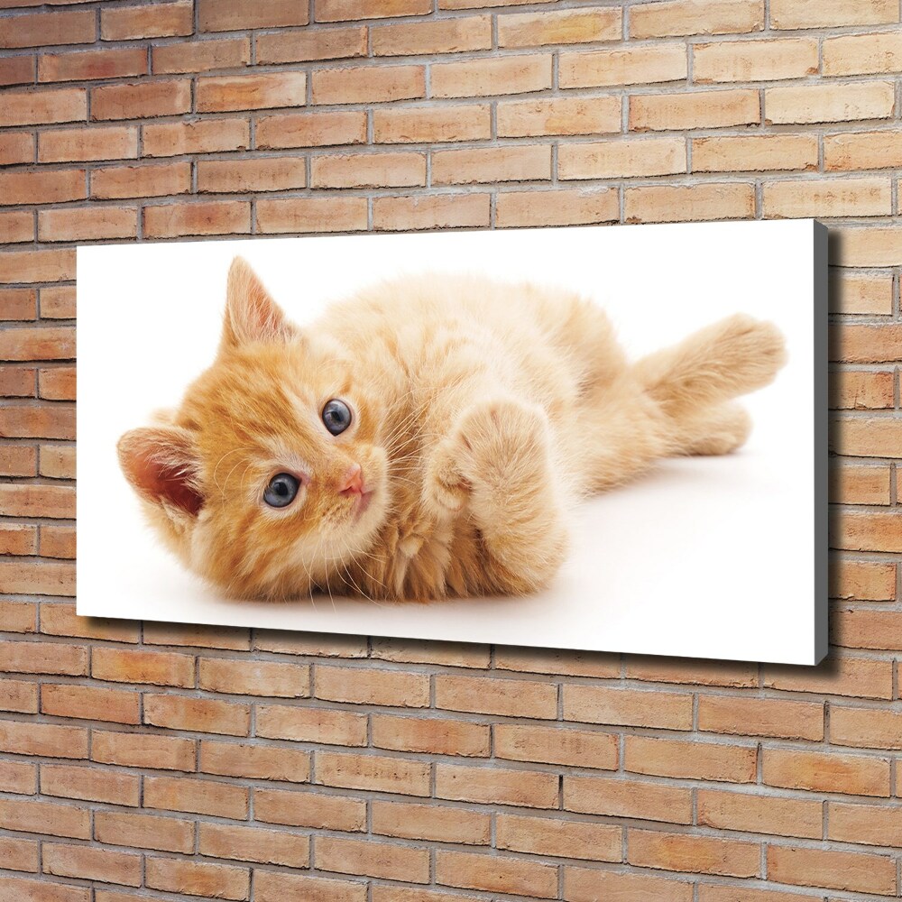 Tableau photo sur toile Chat rouge