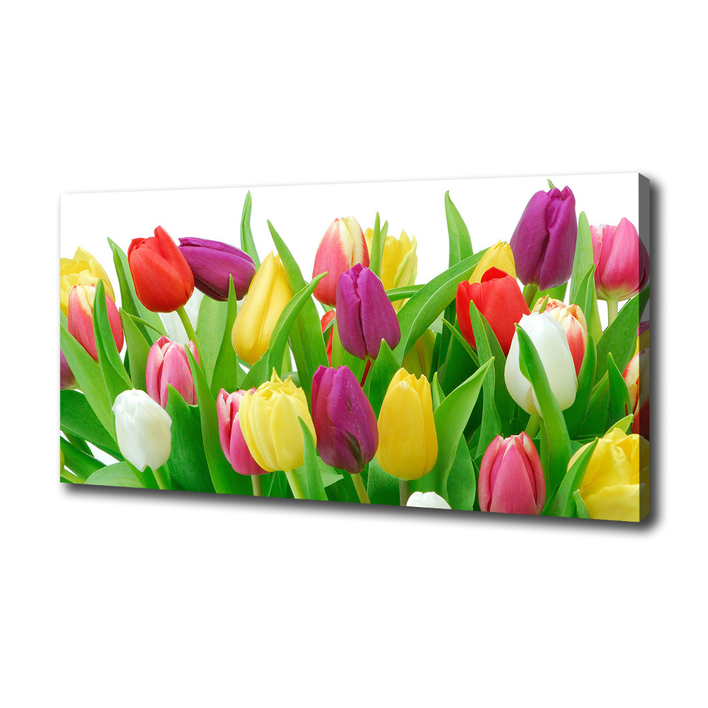 Tableau photo sur toile Tulipes colorées