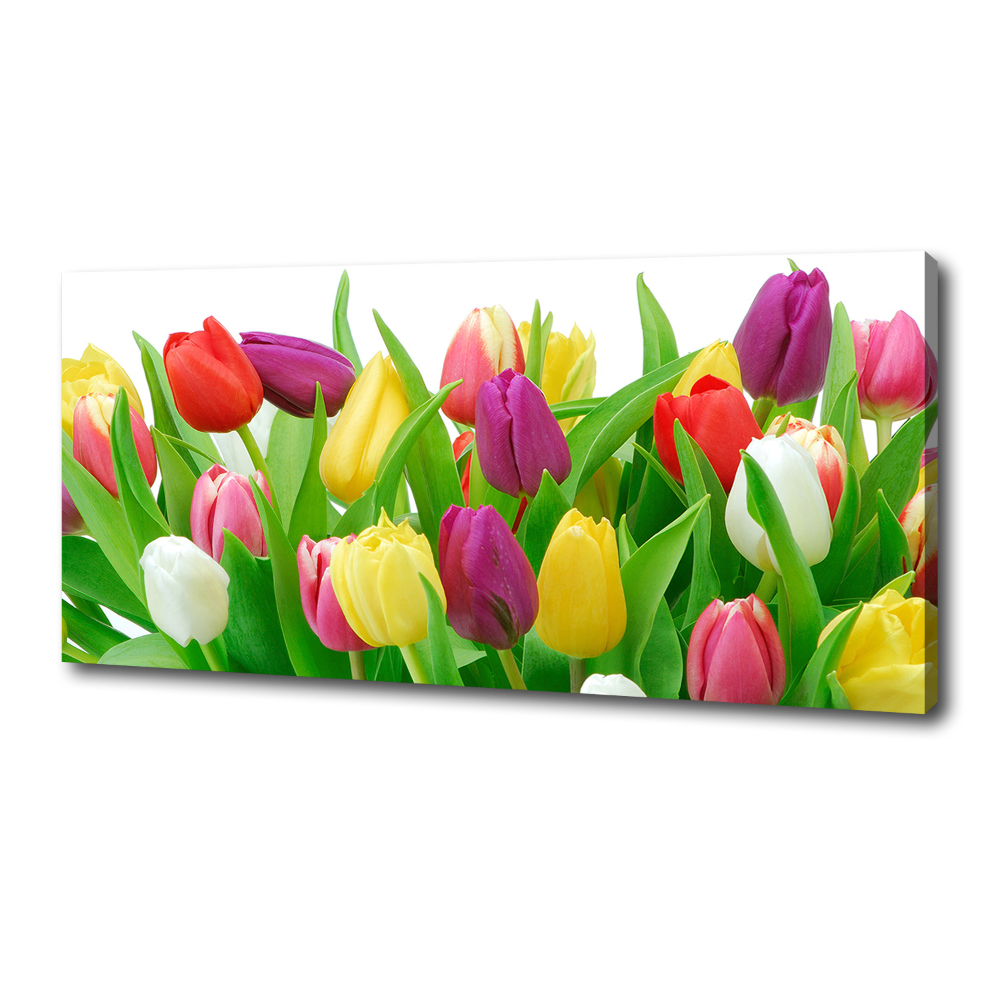 Tableau photo sur toile Tulipes colorées