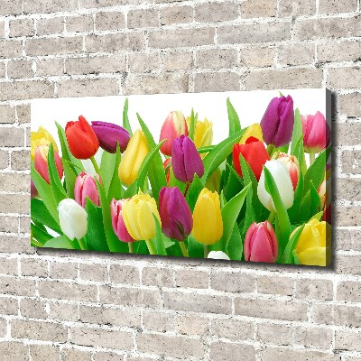 Tableau photo sur toile Tulipes colorées