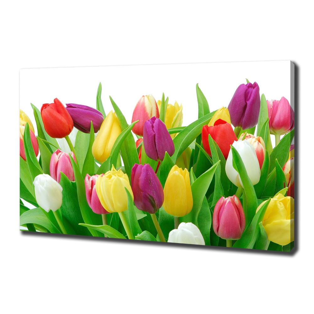 Tableau photo sur toile Tulipes colorées