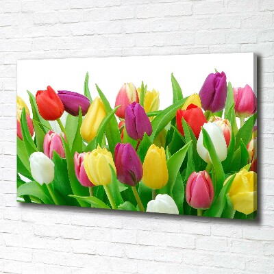 Tableau photo sur toile Tulipes colorées