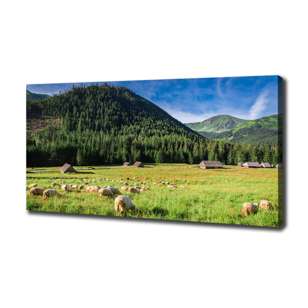 Tableau photo sur toile Mouton dans les Tatras